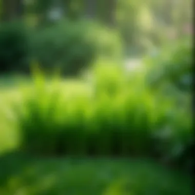 A variety of grass types displayed on a lush green background.