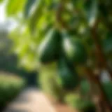 Lush avocado tree in a sunny garden