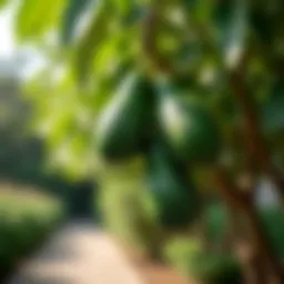 Lush avocado tree in a sunny garden