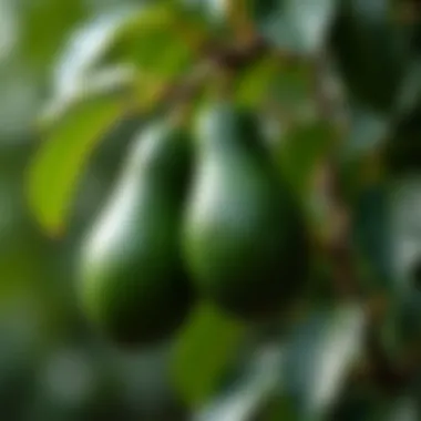 Close-up of ripe avocados hanging from branches