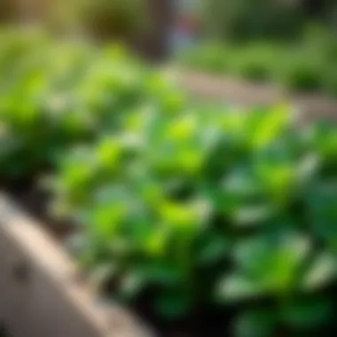 Healthy plants thriving in a raised garden bed