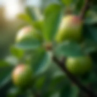 A close-up of healthy apple tree foliage indicating proper pest management.