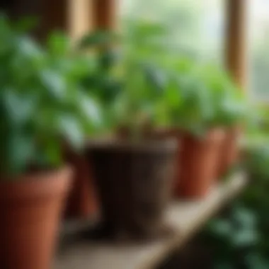 Healthy root system of a tomato plant in a suitable pot