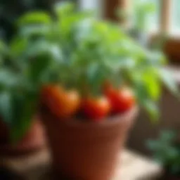 Vibrant tomato plants thriving in a well-sized pot