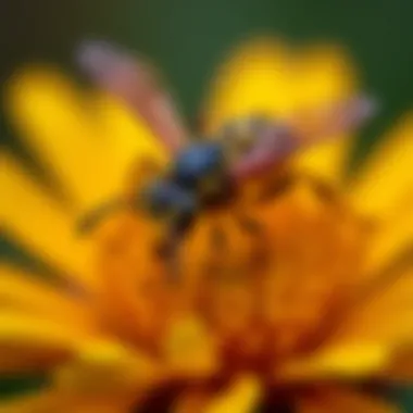 Close-up of a wasp on a flower