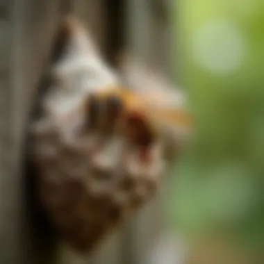 Wasp nest removal techniques