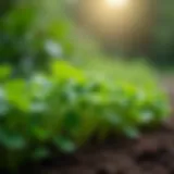 Close-up of chickweed growing in a garden bed