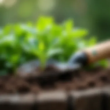 Garden tools used for weeding chickweed