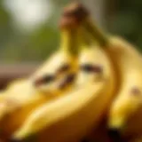 A close-up view of fruit flies on a ripe banana, highlighting their attraction to overripe fruits.