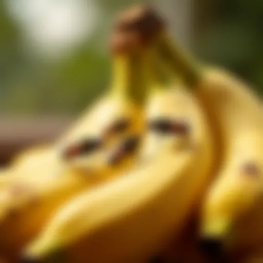 A close-up view of fruit flies on a ripe banana, highlighting their attraction to overripe fruits.