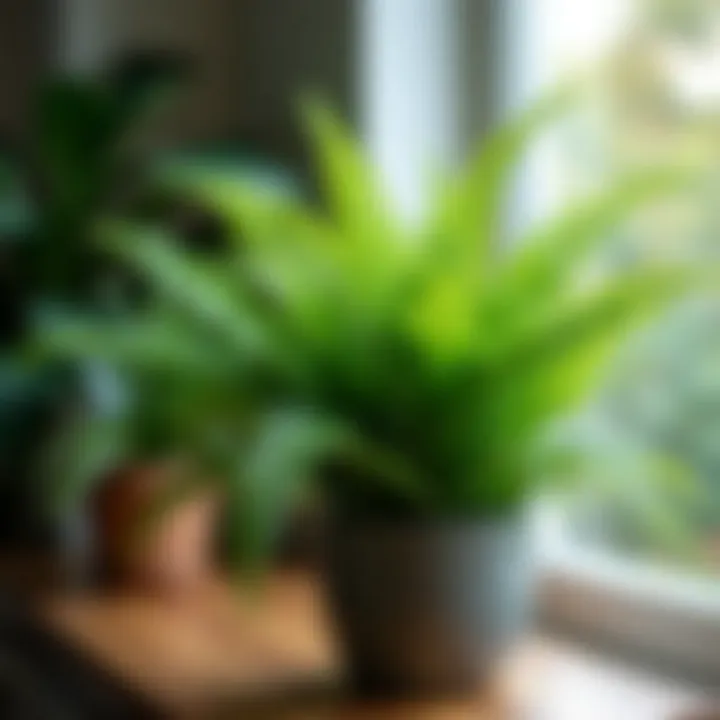 Close-up of a lush fern thriving in a stylish pot, highlighting its intricate foliage