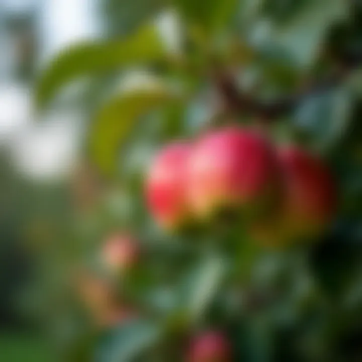 Close-up of ripe apples hanging from a tree branch, symbolizing harvest.