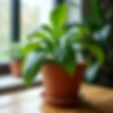 An indoor plant thriving in a well-drained pot with visible drainage holes.