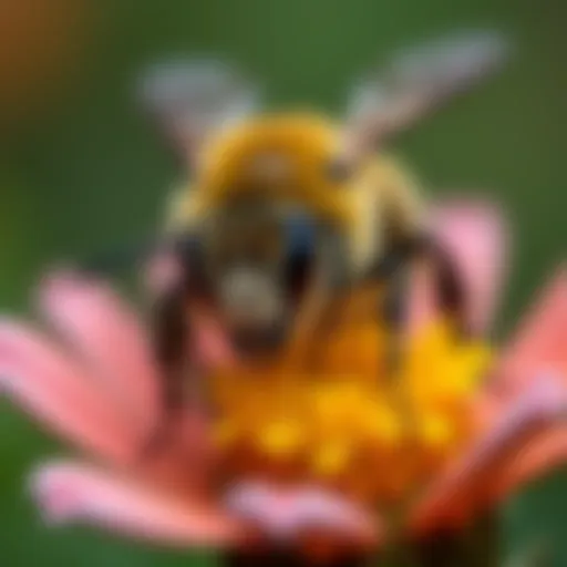 Close-up of carpenter bee on flower