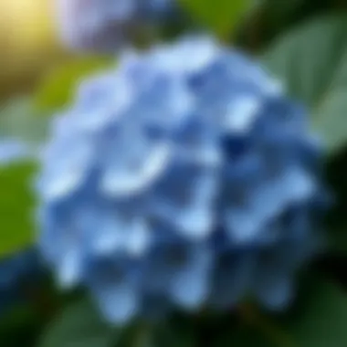 Different species of hydrangeas showcasing their unique traits