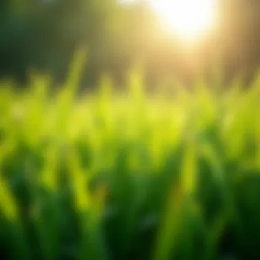 Close-up of sun-loving grass blades