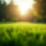 Vibrant green lawn under the sun