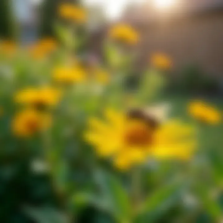 A well-maintained garden showing wasp deterrent plants and natural barriers, promoting a safe outdoor environment.