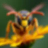 A close-up view of a wasp in its natural habitat, highlighting its intricate body structure and behavior.