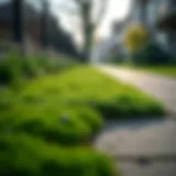 Lush green moss covering a sidewalk