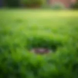 A lush green lawn showing aeration plugs after treatment