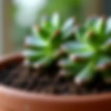 Close-up of soil moisture levels in a succulent pot.