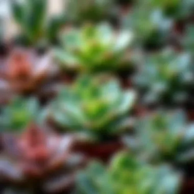 A variety of succulent plants displaying diverse shapes and colors.